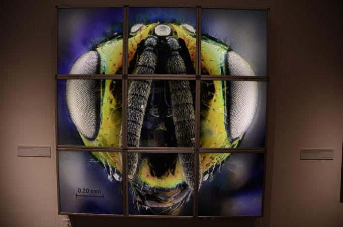 Wasp_exhibition__DSC3512